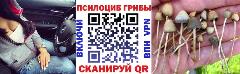 сайты даркнета формула  Корсаков  Псилоцибиновые грибы мицелий 